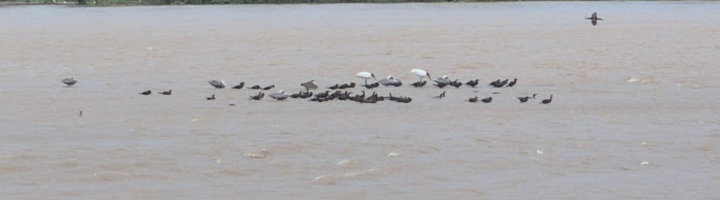 birds in a river with crocodiles